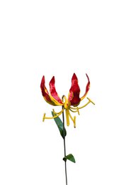 METALFLAMME LILIEBLOMST