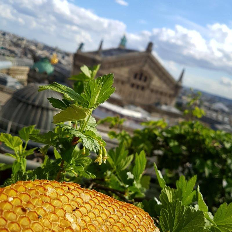 Flower honey from the rooftops of Paris