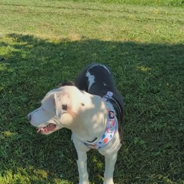 Classic Petal Harness