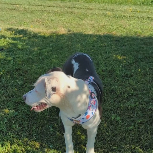 Classic Petal Harness