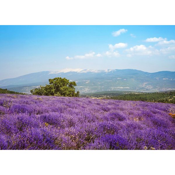 Lavendel Carpentras Berlingots - Krukke 160g