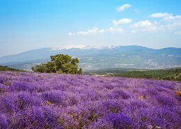 Lavendel Carpentras Berlingots - Krukke 160g