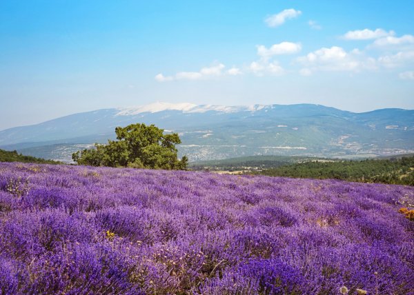 Lavendel Carpentras Berlingots - Krukke 160g