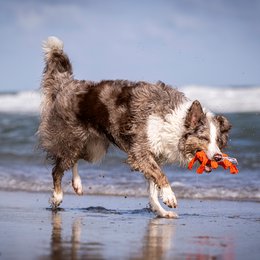 Kristof Krabbe - cult toy for dogs