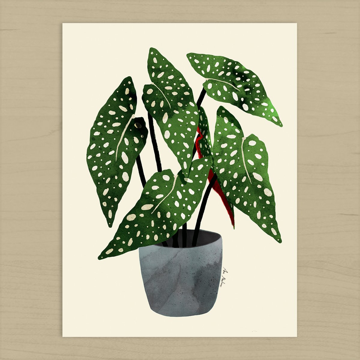 Begonia Maculata Pot Art Print