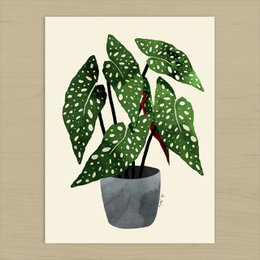 Begonia Maculata Pot Art Print