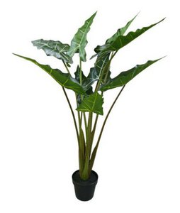 Alocasia Sari nach 1pc Grün