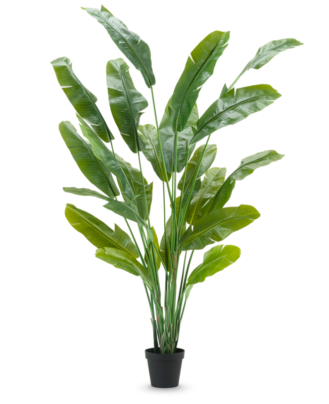 Pianta artificiale Strelitzia Nicolai Deluxe 235 cm