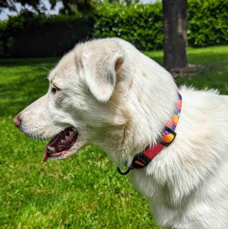 Panache dog collar