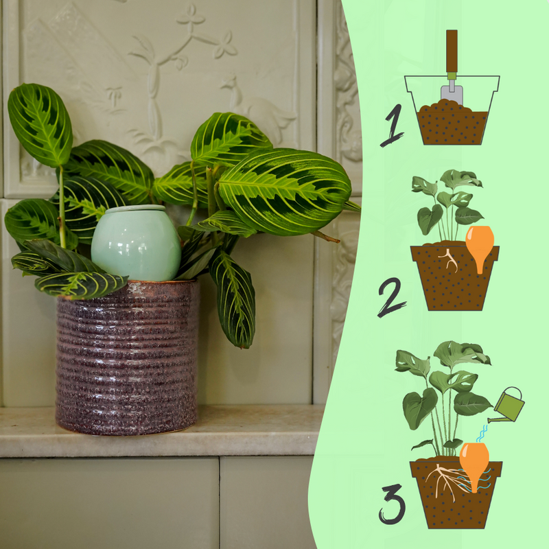 Vaso autoirrigante Olla - Lutoya Small Green - 20 cl