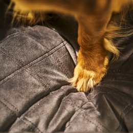 OXFORD I CLASSIC HUNDEBETT
