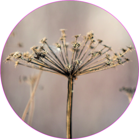 Wall circle Hogweed 30