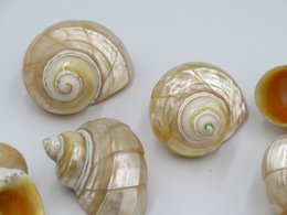 Natürliche Muschel - Talembu Ukir
