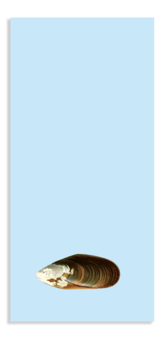 Notizblock Din Lang Miesmuschel