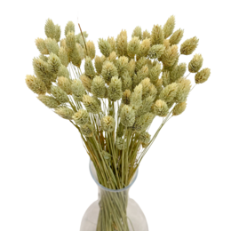 80+ stengels Gedroogd Phalaris Natuurlijk Kanariegras