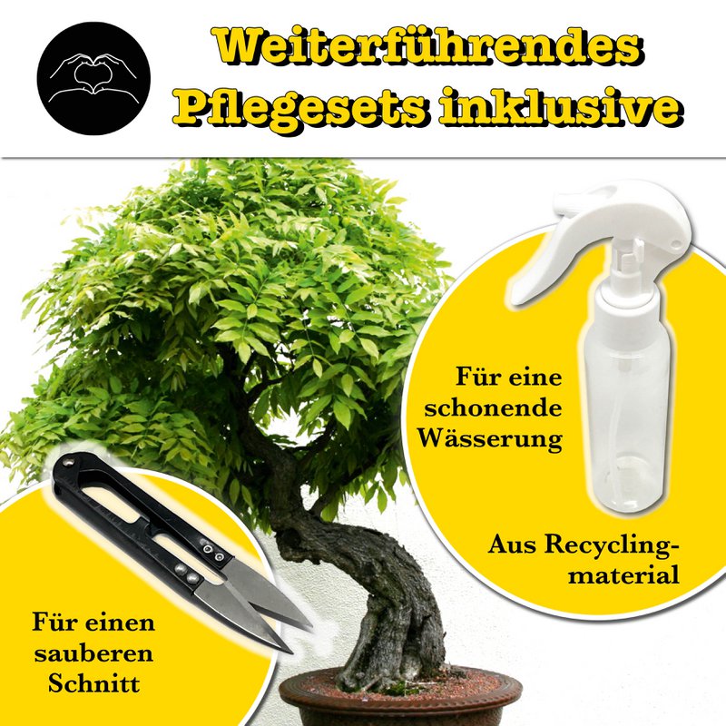 Bonsai - growbro - Kit de culture Wisteria avec cartes climatiques, cultivez votre propre bonsaï bro, cadeaux pour femmes et hommes, kit de démarrage bonsaï