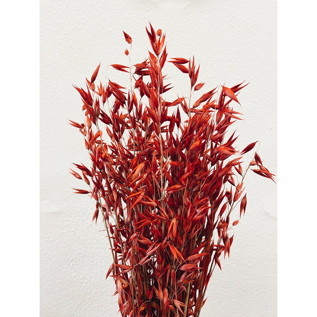 Fiori secchi rossi di Avena