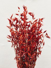 Fiori secchi rossi di Avena