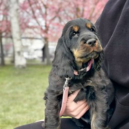 Dog Collar - Sicily
