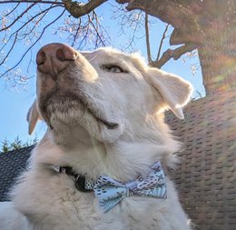 Corbata de lazo del perro pastel
