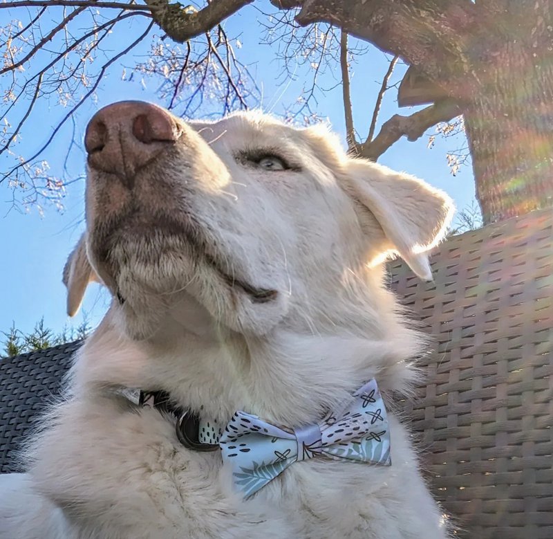 Corbata de lazo del perro pastel