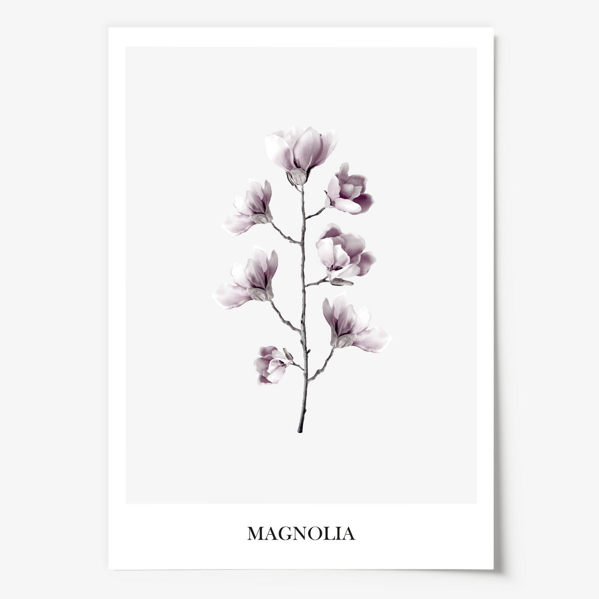 Poster: Magnolia