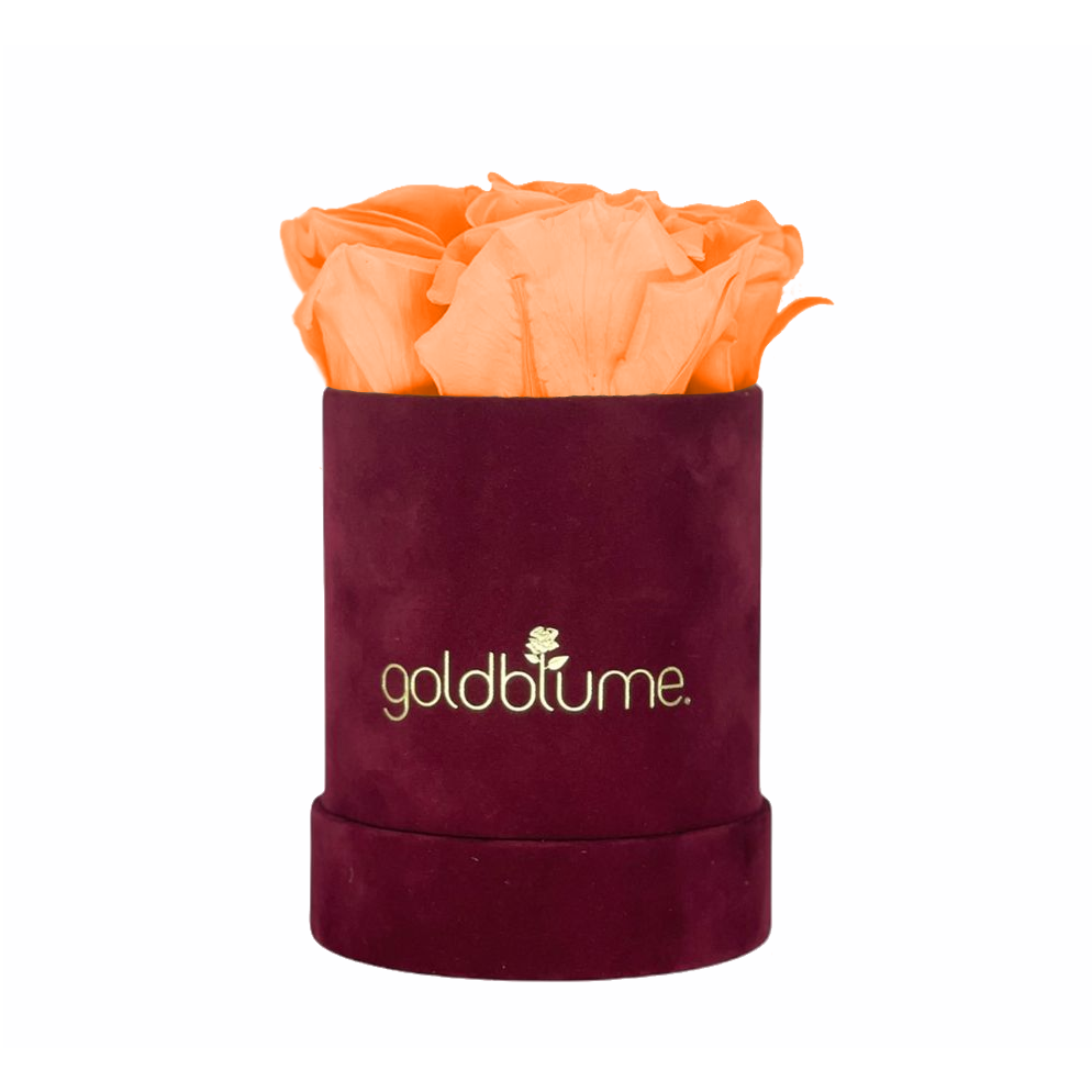 Collection Velours Bordeaux