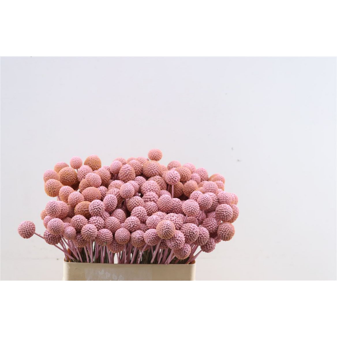 Craspedia - muslo - 60 cm - flores secas