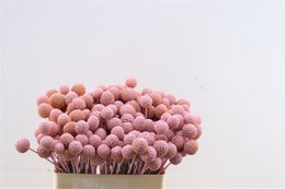 Craspedia - Trommelstock - 60 cm - getrocknete Blumen