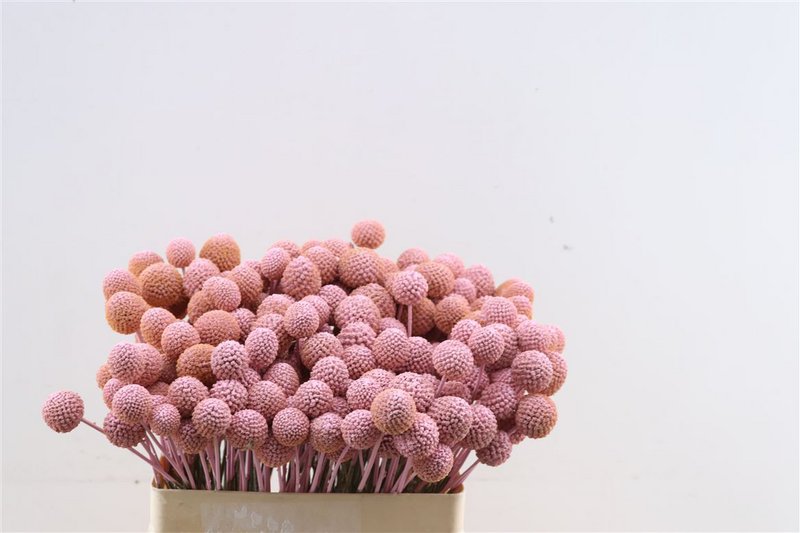Craspedia - trommestik - 60 cm - tørrede blomster