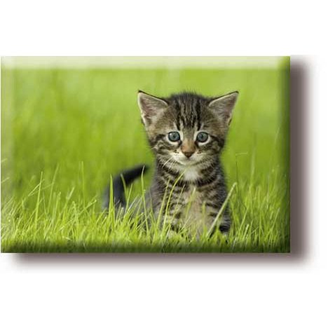 Kühlschrankmagnet, kleine Katze im Gras