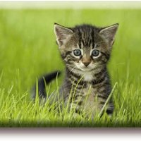 Fridge magnet, little cat in the grass