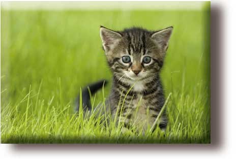Imán de nevera, gatito en la hierba