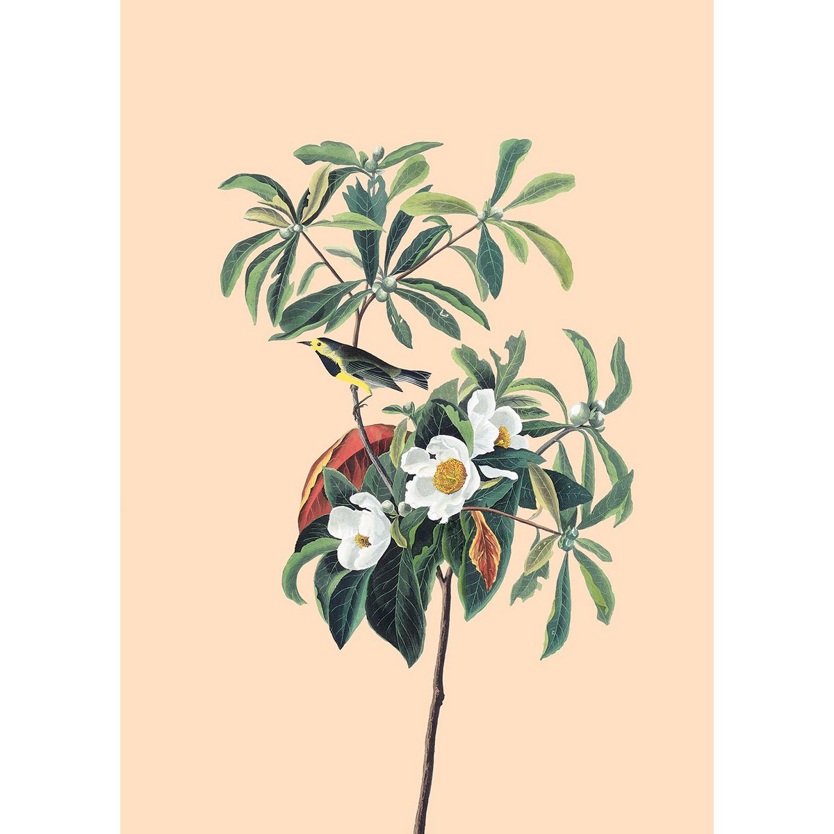 Print A3 Spring