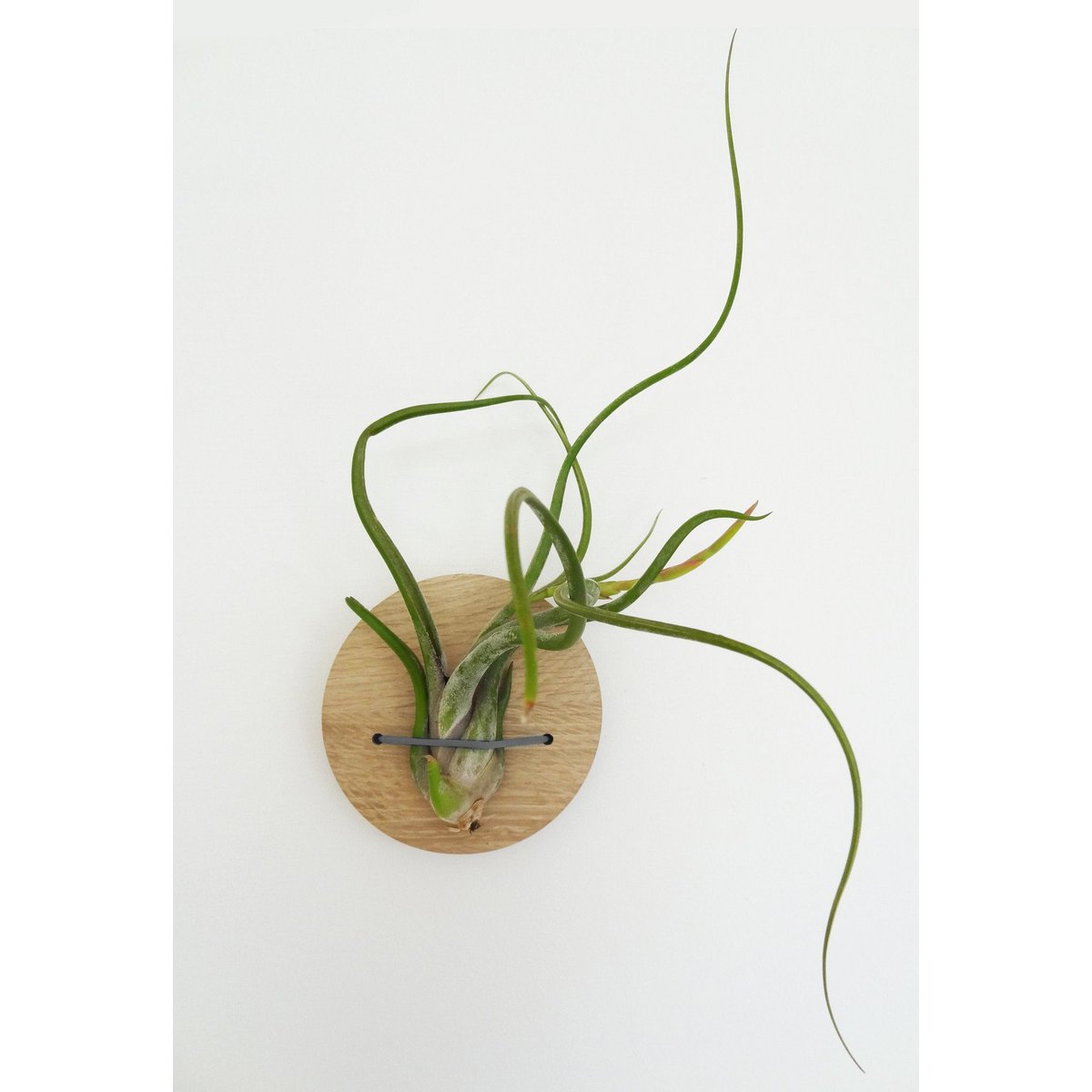 Tillandsia Caput-Medusa