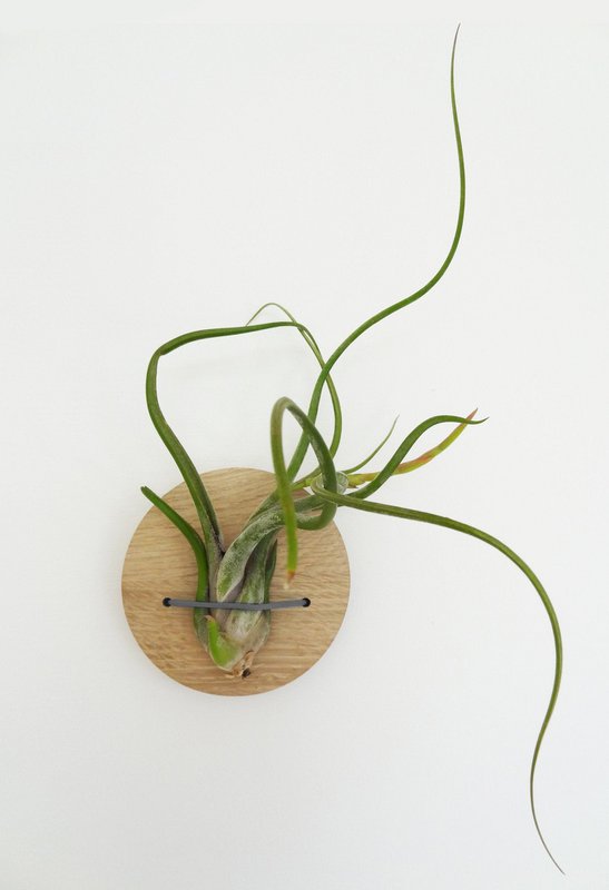 Tillandsia Caput-Medusa