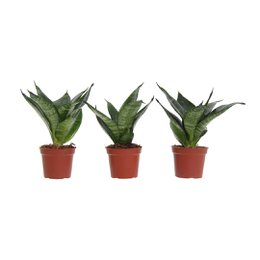 Three green Sansevieria plants in terracotta pots.