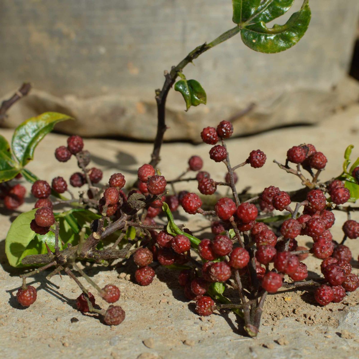 Timut Pfeffer - Wilde Sichuan-peper uit Nepal, oogst 09-25
