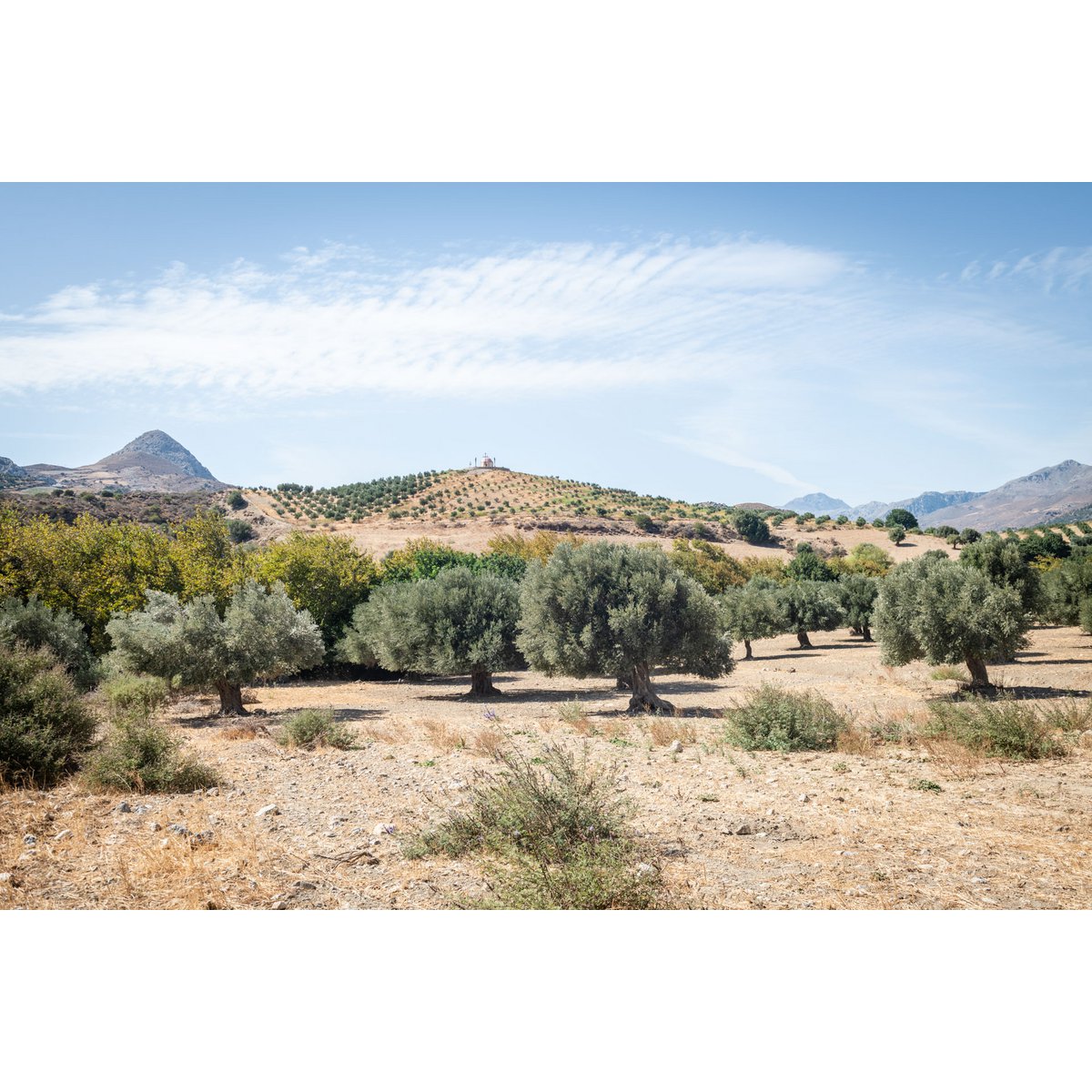 MITERA EVOO MASTOIDIS 500 ml
