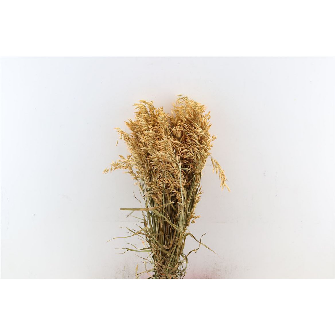 Avena - erba d'avena - ciliegia - fiori secchi