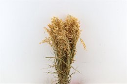 Avena - oat grass - cerise - dried flowers