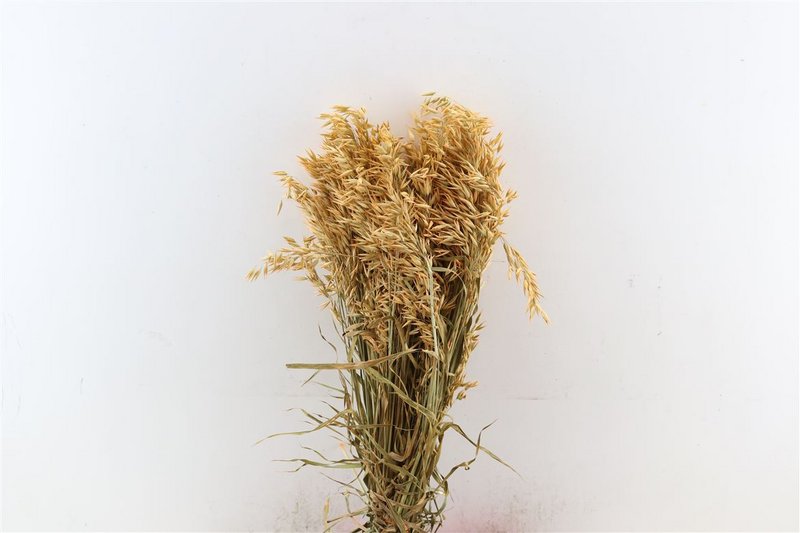 Avena - oat grass - cerise - dried flowers