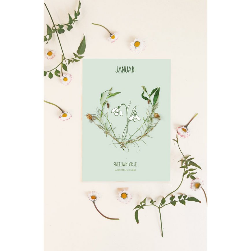Card monthly flower January
