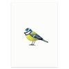Postkarte | Blaumeise