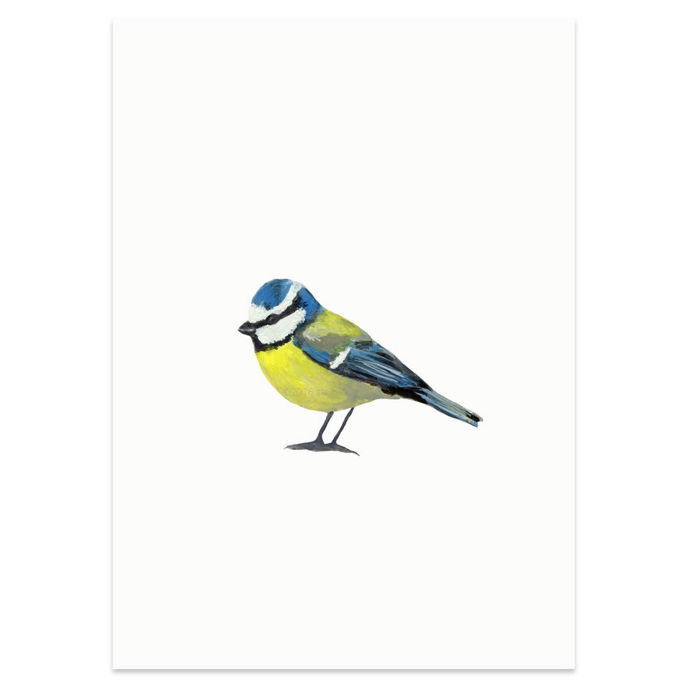 postcard | Blue tit