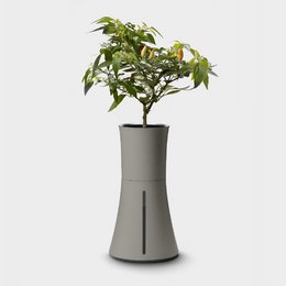 Botanium - Ash Grey (6-pak)