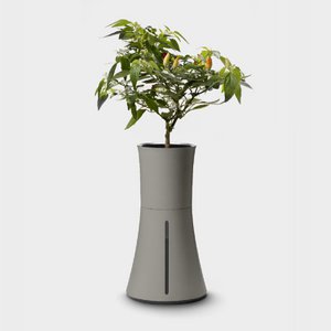 Botanium - Ash Grey (6-pack)