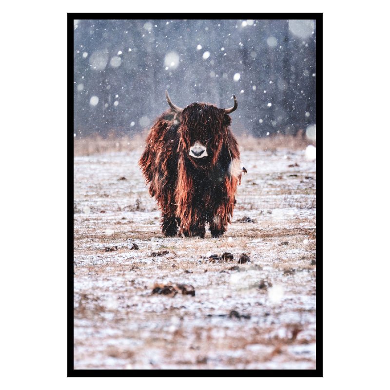 Póster Bisonte bajo la lluvia
