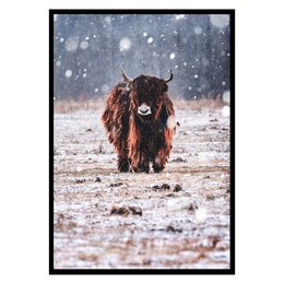 Bison in the Rain plakat