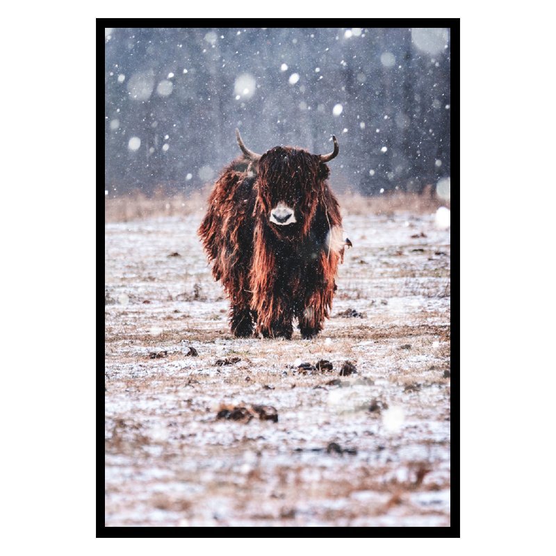 Bison in the Rain plakat